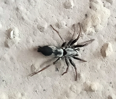 Poecilochroa