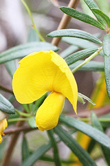 Gompholobium ecostatum
