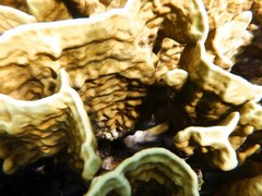 Millepora platyphylla