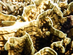 Millepora platyphylla