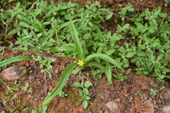 Hypoxis decumbens