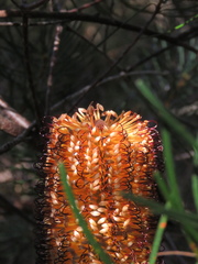 Banksia spinulosa