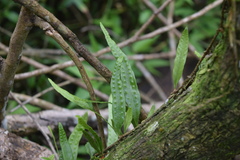 Microgramma lycopodioides