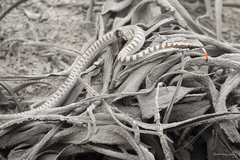 Pseudalsophis elegans