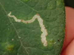Aulagromyza hendeliana