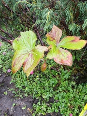 Podophyllum hexandrum