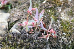 Persicaria minor