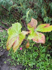 Podophyllum hexandrum