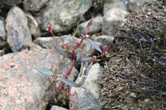 Persicaria minor