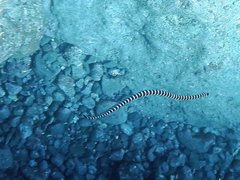 Laticauda semifasciata