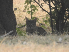 Felis lybica ornata