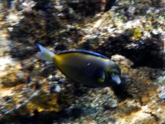 Acanthurus japonicus