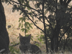 Felis lybica ornata