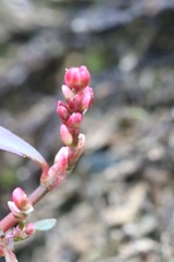 Persicaria minor