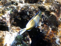 Acanthurus japonicus