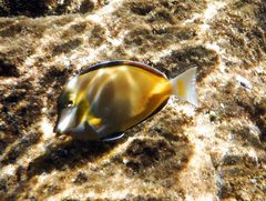 Acanthurus japonicus