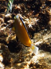 Acanthurus japonicus