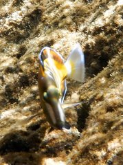 Acanthurus japonicus