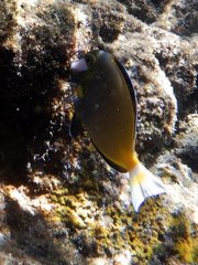 Acanthurus japonicus