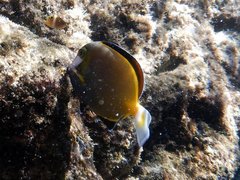 Acanthurus japonicus