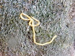 Phyllodocidae