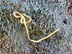 Phyllodocidae