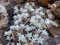 Crossostephium chinense