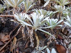 Crossostephium chinense