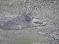 Canis aureus indicus