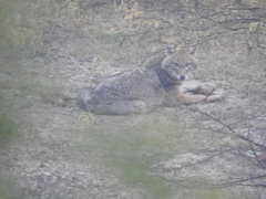 Canis aureus indicus