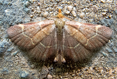 Hypsopygia rubidalis