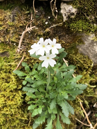 Fairy Foxglove