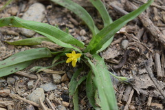 Hypoxis decumbens