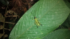 Ommatolampis perspicillata