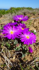 Lampranthus diutinus
