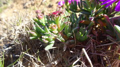Lampranthus diutinus