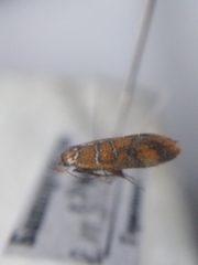 Promalactis procerella