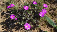 Lampranthus diutinus