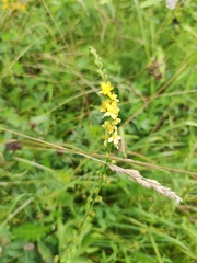 Agrimonia pilosa