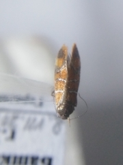 Promalactis procerella