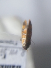 Promalactis procerella