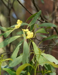 Acacia obliquinervia