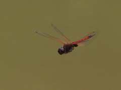 Tramea transmarina