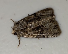 Oligia modica