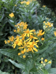 Senecio sarracenicus