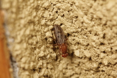 Opomyzoidea