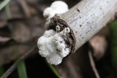 Schizophyllum commune