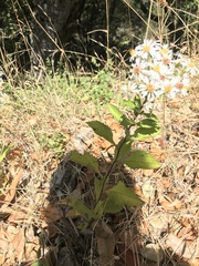 Eurybia radulina