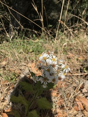 Eurybia radulina