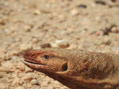 Varanus bengalensis